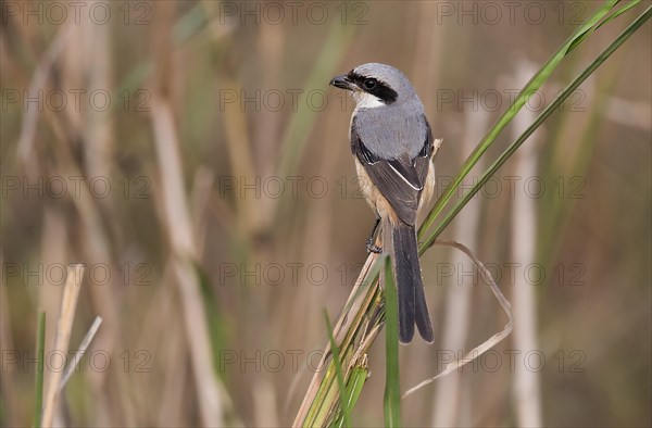 Long-tailes shrike (Lanius schach) from Kaziranga NP, India, Asia