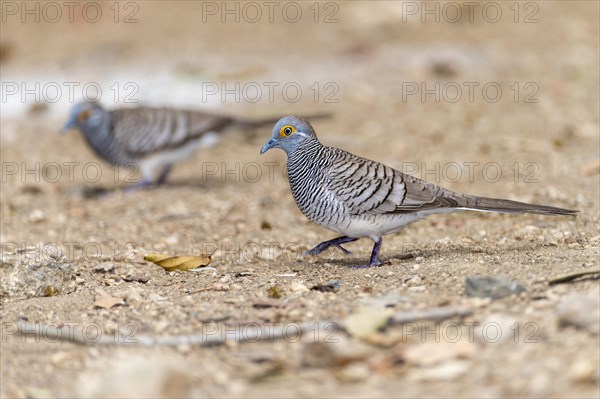 Barred Dove (Geopelia maugeus), endemic to the Lesser Sunda Islands, here photographed on Komodo Island, Indonesia, Asia