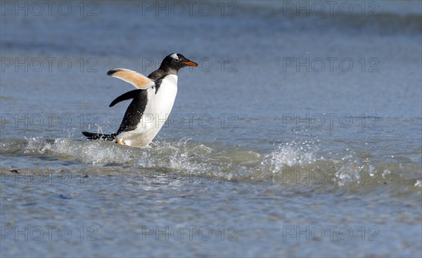 Gentoo penguin (Pygoscelis papua) from Saunders Island, the Falkland Islands