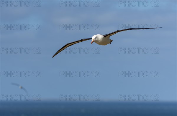 Black-browed Albatross (Thalassarche melanophrys), Saunders Island, the Falklands