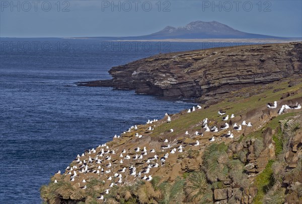 Colony of black-browed albatross (Thalassarche melanophrys) nesting at Saunders Island (close to Rockery cabin), the Falkland Islands