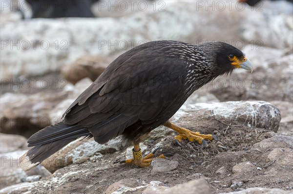 Striated caracara (Phalcoboenus australis) from Saunders Island, the Falkland Islands