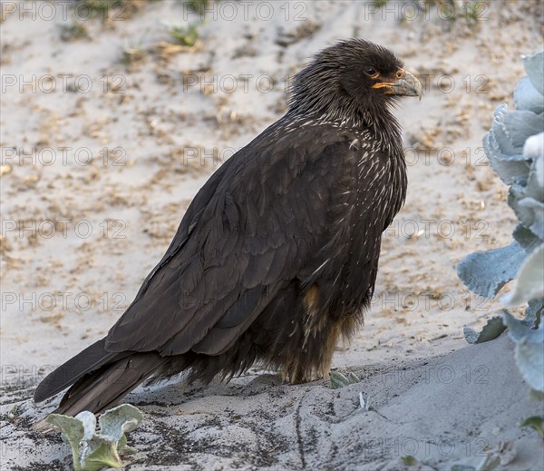 Striated caracara (Phalcoboenus australis) from Saunders Island, the Falkland Islands