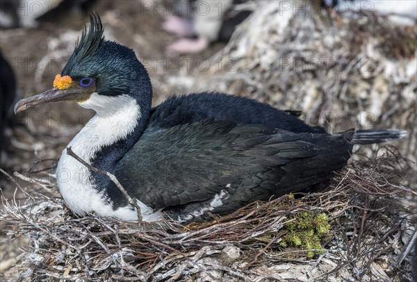 Imperial shag (Phalacrocorax atriceps) nesting at Saunders Island, the Falkland Islands