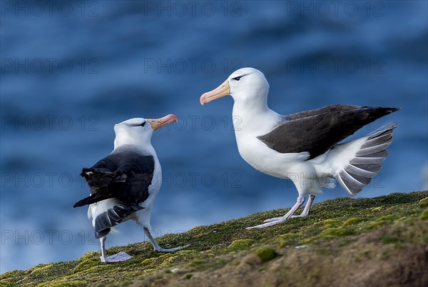 Pair of black-browed Albatross (Thalassarche melanophrys), Saunders Island, the Falklands