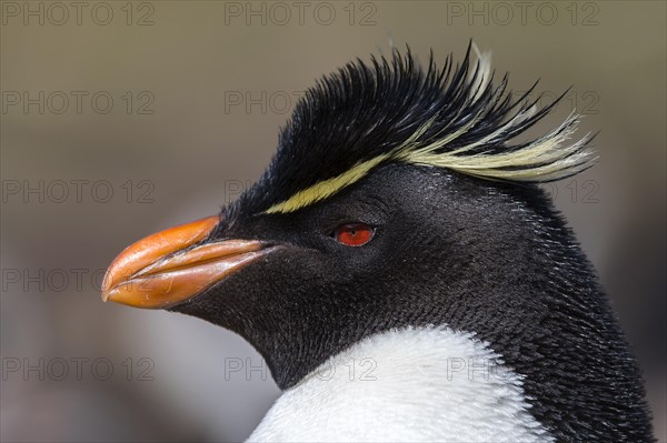 Portrait of the southern rockhopper penguin (Eudyptes chrysocome) from Sounders Island, the Falkland Islands
