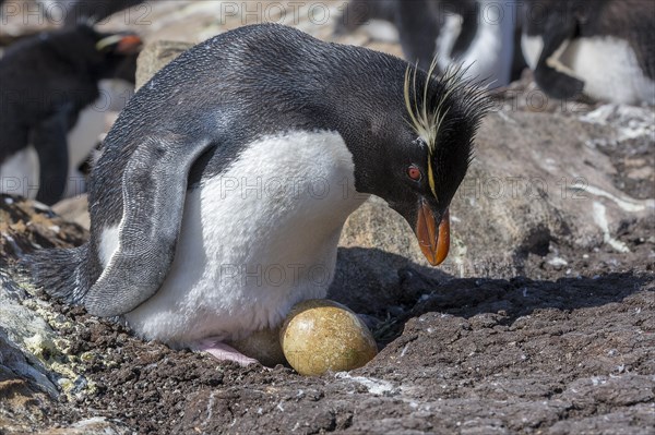 Southern rockhopper (Eudyptes chrysocome) nests at Saunders Island, the Falkland Islands