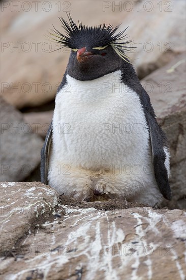 Southern rockhopper (Eudyptes chrysocome) nests at Saunders Island, the Falkland Islands