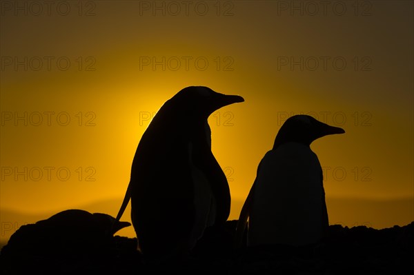 Gentoo penguins during sunset at The Neck, Saunders Island, the Falklands