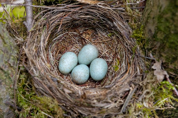 Nest and eggs from the common blackbird (Turdus merula) from Hidra, south-western Norway in May
