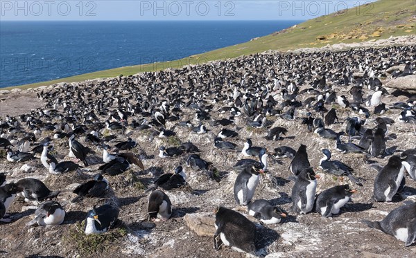 Colonies of southern rockhopper penguins mixed with blue-eyed shags at Saunders Island, the Falklands