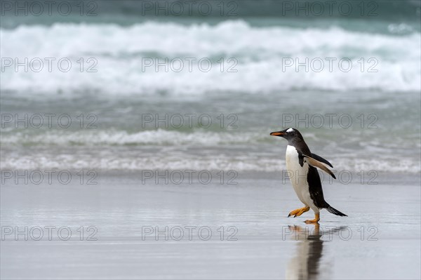 Gentoo penguin (Pygoscelis papua) on the beach at Saunders Island, the Falklands