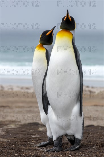 King penguins (Aptenodytes patagonicus patagonicus) from The Neck, Saunders Island, the Falklands