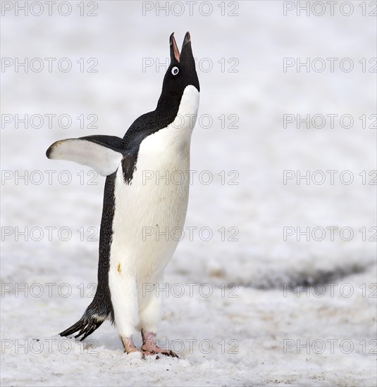 Adelie Penguin (Pygoscelis adeliae) at Brown Bluff, the Antarctic Sound on the northern tip of the Antarctic Peninsula