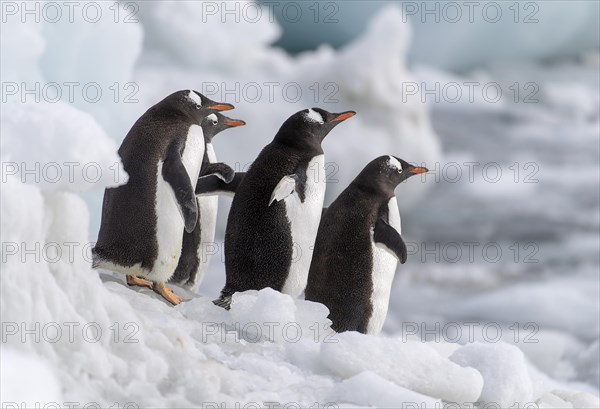 Gentoo Penguins (Pygoscelis papua) at Brown Bluff, the Antarctic Sound on the northern tip of the Antarctic Peninsula