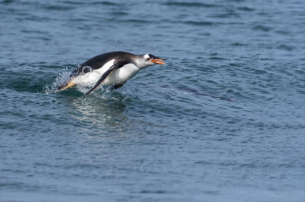 Gentoo penguin (Pygoscelis papua) from Sea Lion Island, the Falklands