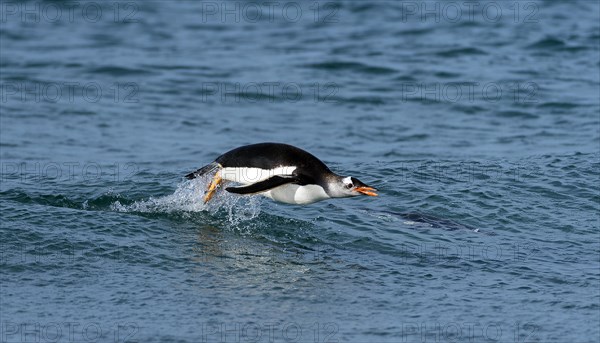 Gentoo penguin (Pygoscelis papua) from Sea Lion Island, the Falklands