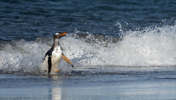 Gentoo penguin (Pygoscelis papua) from Sea Lion Island, the Falklands