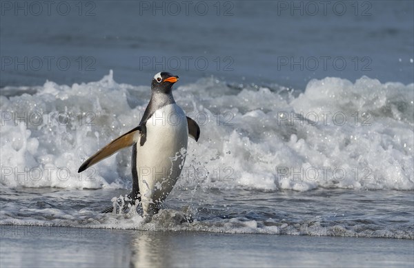 Gentoo penguin (Pygoscelis papua) from Sea Lion Island, the Falklands