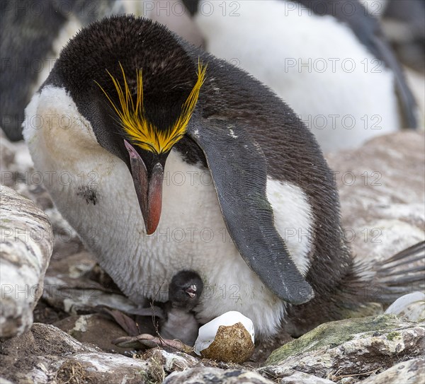 Macaroni penguin (Eudyptes chrysolophus) with chick on its nest. Photo from Sounders Island, the Falkland Islands