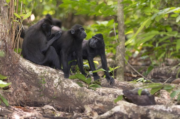 Crested Black Macaques (Macaca nigra) in Tangkoko Nature Reserve, northern Sulawesi, Indonesia, Asia