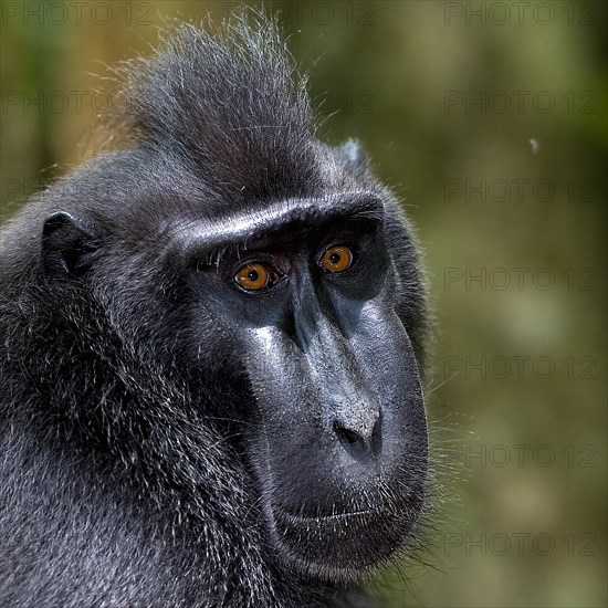 Close up of the Crested Black Macaques (Macaca nigra) in Tangkoko Nature Reserve, northern Sulawesi, Indonesia, Asia