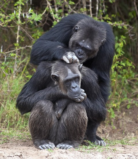 Common Chimpanzee (Pan troglodytes) in Ol Pejeta Conservancy, Kenya, Africa