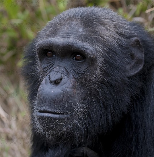 Common Chimpanzee (Pan troglodytes) in Ol Pejeta Conservancy, Kenya, Africa