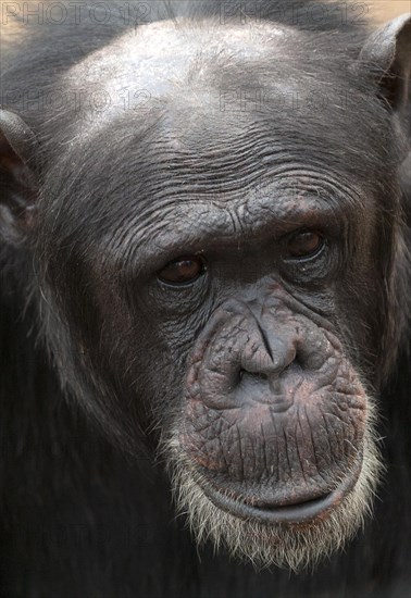 Common Chimpanzee (Pan troglodytes) in Ol Pejeta Conservancy, Kenya, Africa