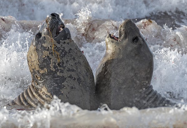 Fighting elephant seals (Mirounga leonina) from Sea Lion Island, the Falkland Islands