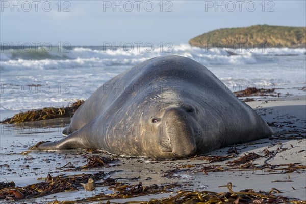 Male elephant seals (Mirounga leonina) from Sea Lion Island, the Falkland Islands