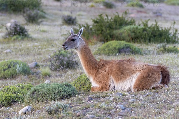 Guanaco (Lama guanicoe) from Torres del Paine National Park, southern Chile