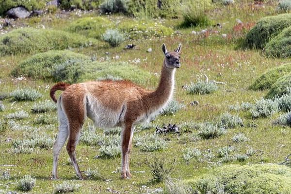 Guanaco (Lama guanicoe) from Torres del Paine National Park, southern Chile