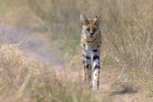 Serval cat (Leptailurus serval) from Maasai Mara, Kenya, Africa