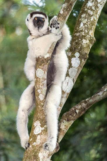 Verreaux's sifaka (Propithecus verreauxi) from Nahampoana Private Reserve, Madagascar, Africa