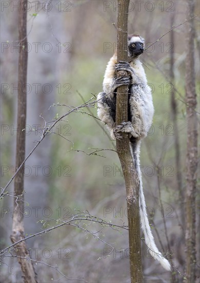 Verreaux's sifaka (Propithecus verreauxi) from Berenty Reserve, southern Madagascar