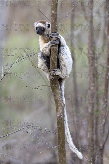 Verreaux's sifaka (Propithecus verreauxi) from Berenty Reserve, southern Madagascar