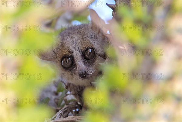 Reddish-gray mouse lemur (Microcebus griseorufus) from berenty Reserve, southern Madagascar