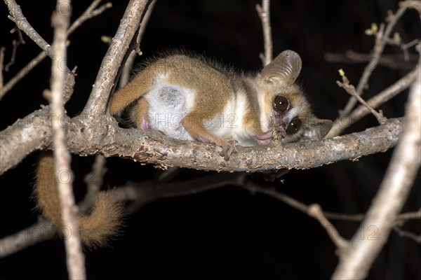 Reddish-gray mouse lemur (Microcebus griseorufus) from Berenty Reserve, southern Madagascar