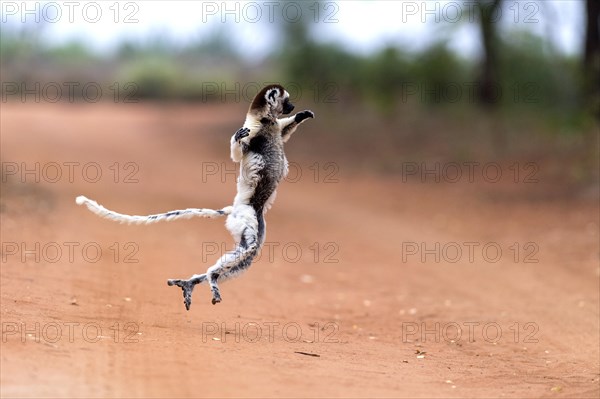 Verreaux's sifaka (Propithecus verreauxi) crossing a road with it's special dancing motions. Here in Berenty Reserve, southern Madagascar