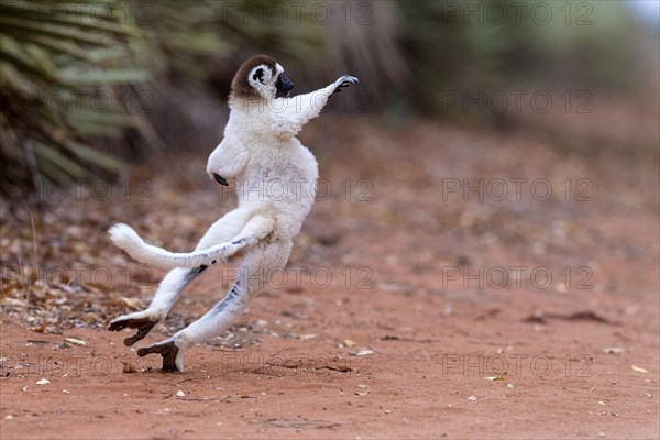 Verreaux's sifaka (Propithecus verreauxi) crossing a road with it's special dancing motions. Here in Berenty Reserve, southern Madagascar
