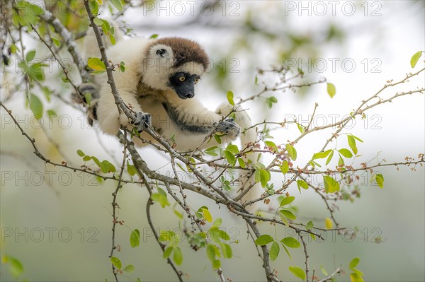 Verreaux's sifaka (Propithecus verreauxi) feeding in Berenty Reserve, southern Madagascar