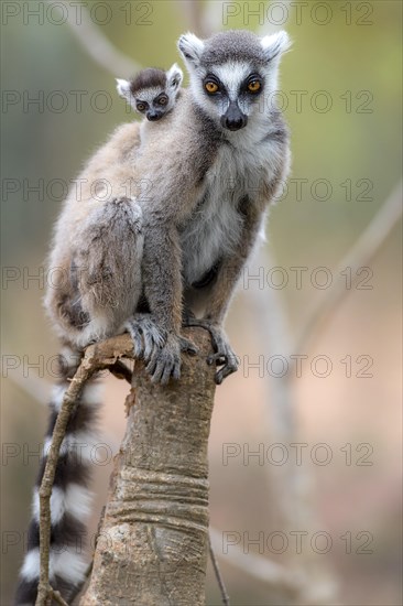 Ring-tailed lemur (Lemur catta) carrying cub in Berenty Reserve, southern Madagascar