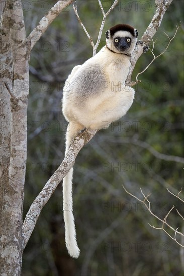 Verreaux's sifaka (Propithecus verreauxi) from Berenty Reserve, southern Madagascar