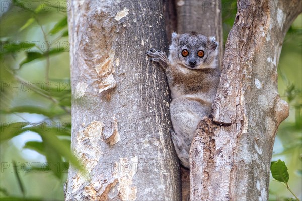 White-footed sportive lemur (Lepilemur leucopus) from berenty Reserve, southern Madagascar