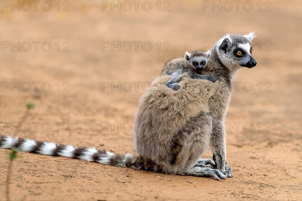 Ring-tailed lemur (Lemur catta) carrying cub in Berenty Reserve, southern Madagascar