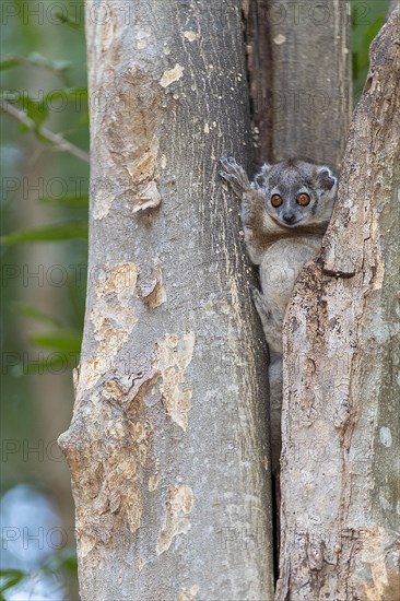 White-footed sportive lemur (Lepilemur leucopus) from berenty Reserve, southern Madagascar