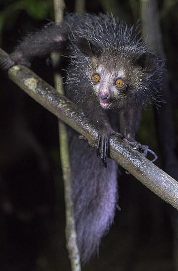 Aye-Aye (Daubentonia madagascariensis) in its natural habitat in Madagascar