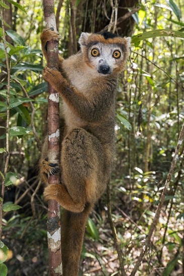 Male of crowned lemur (Eulemur coronatus) at Palmarium, eastern Madagascar