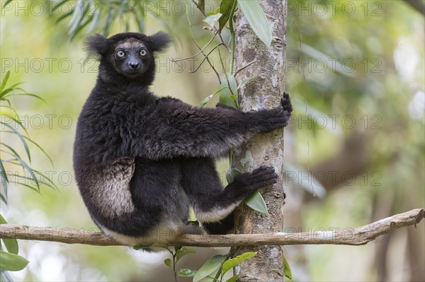 Indri (Indri indri) in the forest at Palmarium Nature Reserve, Madagascar, Africa